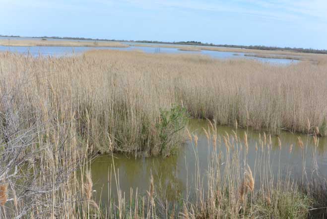 Patrimoine naturel, réserves de biosphère, Camargue, Pont de Gau