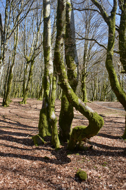 Bibracte, forêt du Morvan, Mont Beuvray