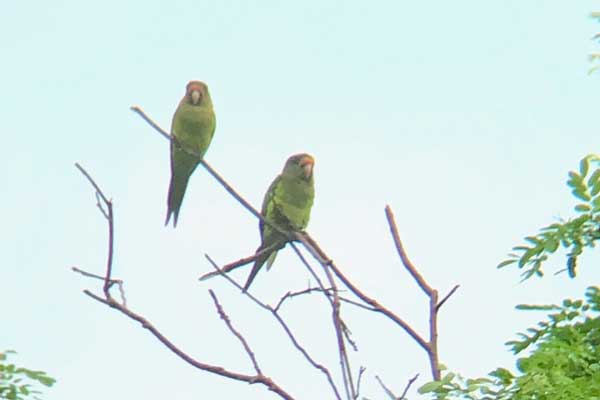 nature comme héritage : l’exemple du Costa Rica, blog culture, faune et flore, voyage, tourisme, Pura Vida