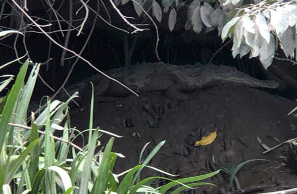 nature comme héritage : l’exemple du Costa Rica, blog culture, faune et flore, voyage, tourisme, Pura Vida