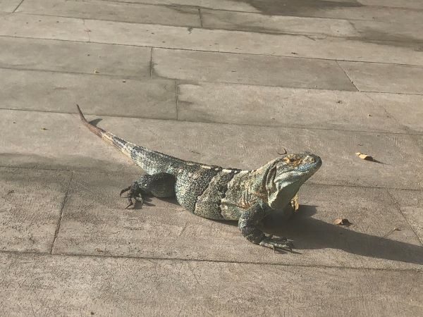 nature comme héritage : l’exemple du Costa Rica, blog culture, faune et flore, voyage, tourisme, Pura Vida