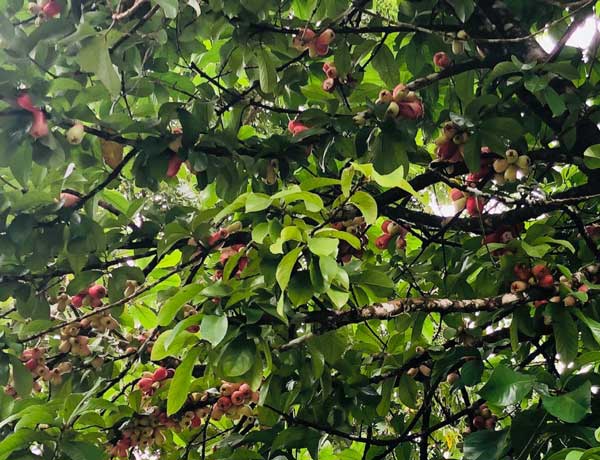 nature comme héritage : l’exemple du Costa Rica, blog culture, faune et flore, voyage, tourisme, Pura Vida