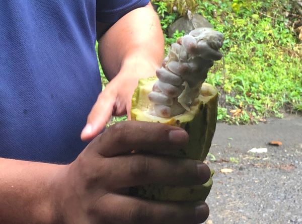 nature comme héritage : l’exemple du Costa Rica, blog culture, faune et flore, voyage, tourisme, Pura Vida