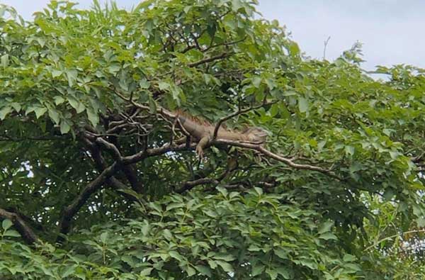 nature comme héritage : l’exemple du Costa Rica, blog culture, faune et flore, voyage, tourisme, Pura Vida