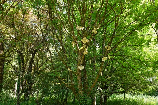 Ile Art, Malans, Pesmes, Haute Saône, Musée ciel ouvert, Art contemporain, Sculpture, forêt, blog culture