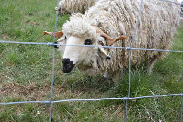 Musée maisons comtoises, Nancray, Franche-Comté, visite test