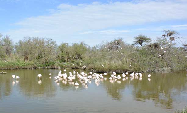 Patrimoine naturel, réserves de biosphère, Camargue, Pont de Gau