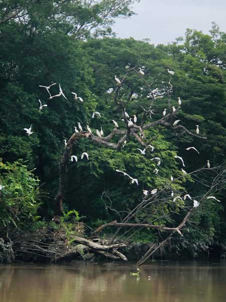 nature comme héritage : l’exemple du Costa Rica, blog culture, faune et flore, voyage, tourisme, Pura Vida