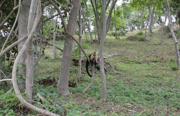 nature comme héritage : l’exemple du Costa Rica, blog culture, faune et flore, voyage, tourisme, Pura Vida