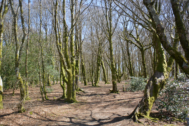 Bibracte, forêt du Morvan, Mont Beuvray