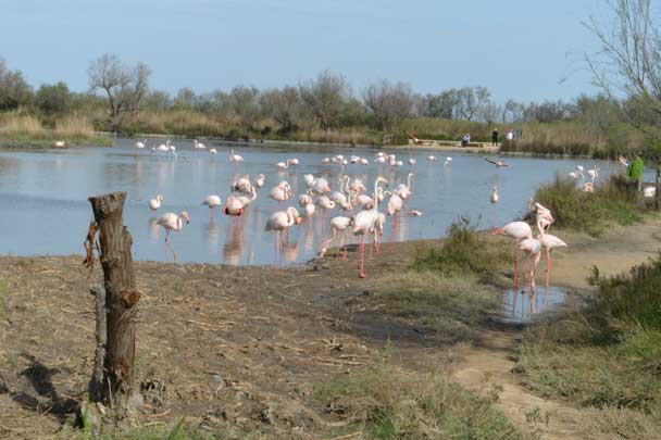 Patrimoine naturel, réserves de biosphère, Camargue, Pont de Gau