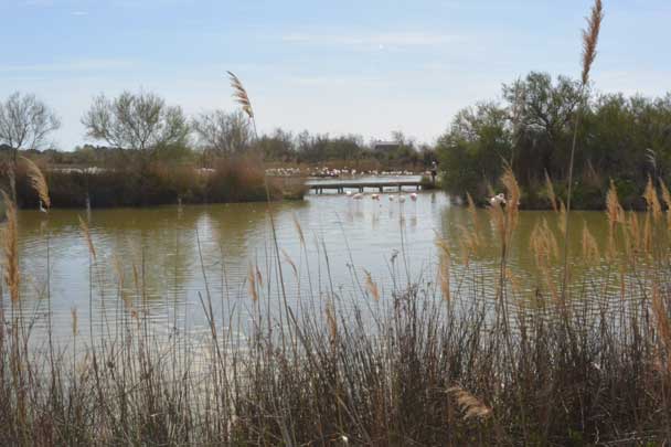 Patrimoine naturel, réserves de biosphère, Camargue, Pont de Gau