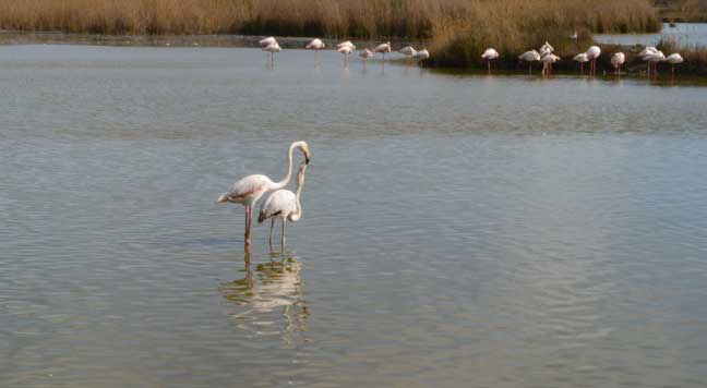 Patrimoine naturel, réserves de biosphère, Camargue, Pont de Gau