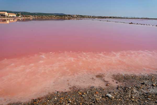 visite guidée du Salin de Gruissan, saline, marais salants, Narbonne, visite test