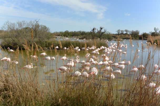 Patrimoine naturel, réserves de biosphère, Camargue, Pont de Gau