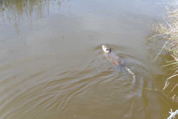 Patrimoine naturel, réserves de biosphère, Camargue, Pont de Gau